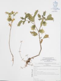 Physalis angulata image